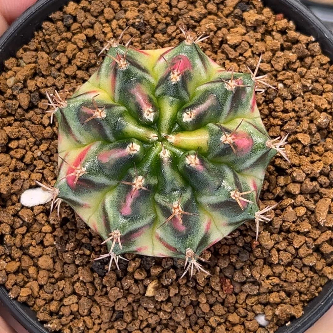 桃太郎后米哈00032
