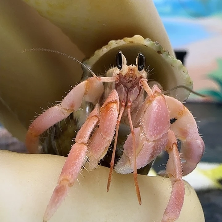 A55公主粉灰白1.2cm口径