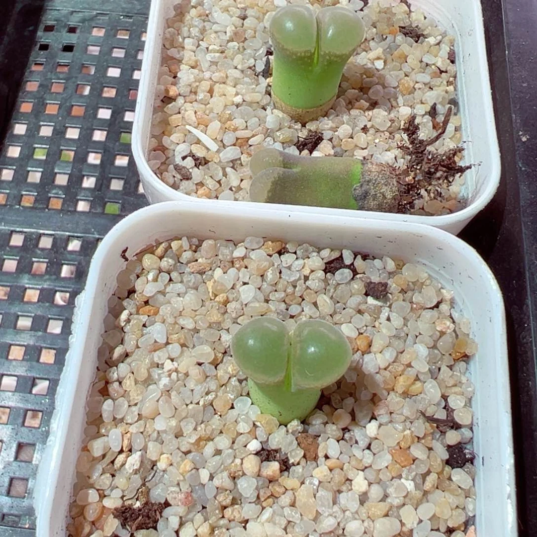 劳****?625-590多肉多肉