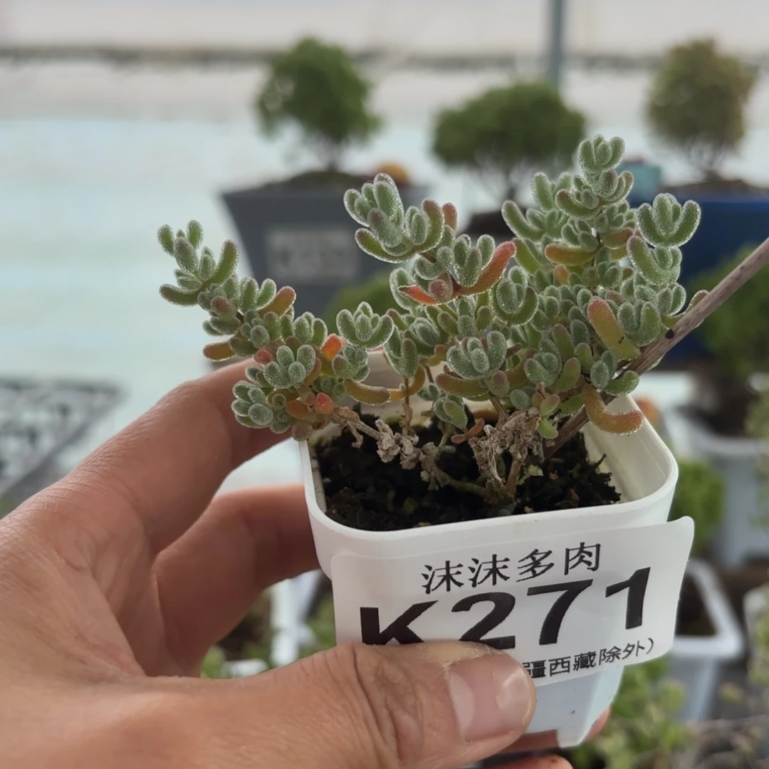 271冰晶枝干福利哦