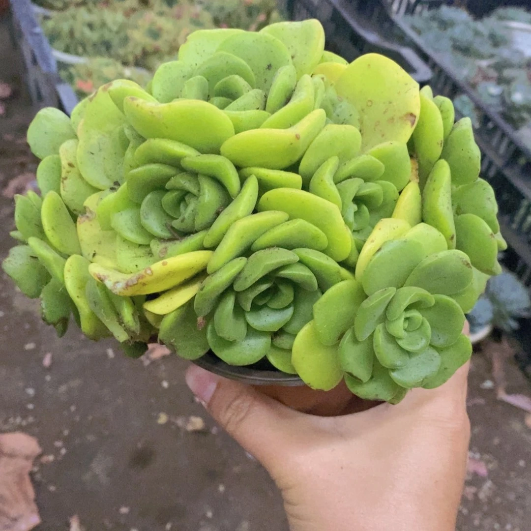 百合莉莉整桩整群