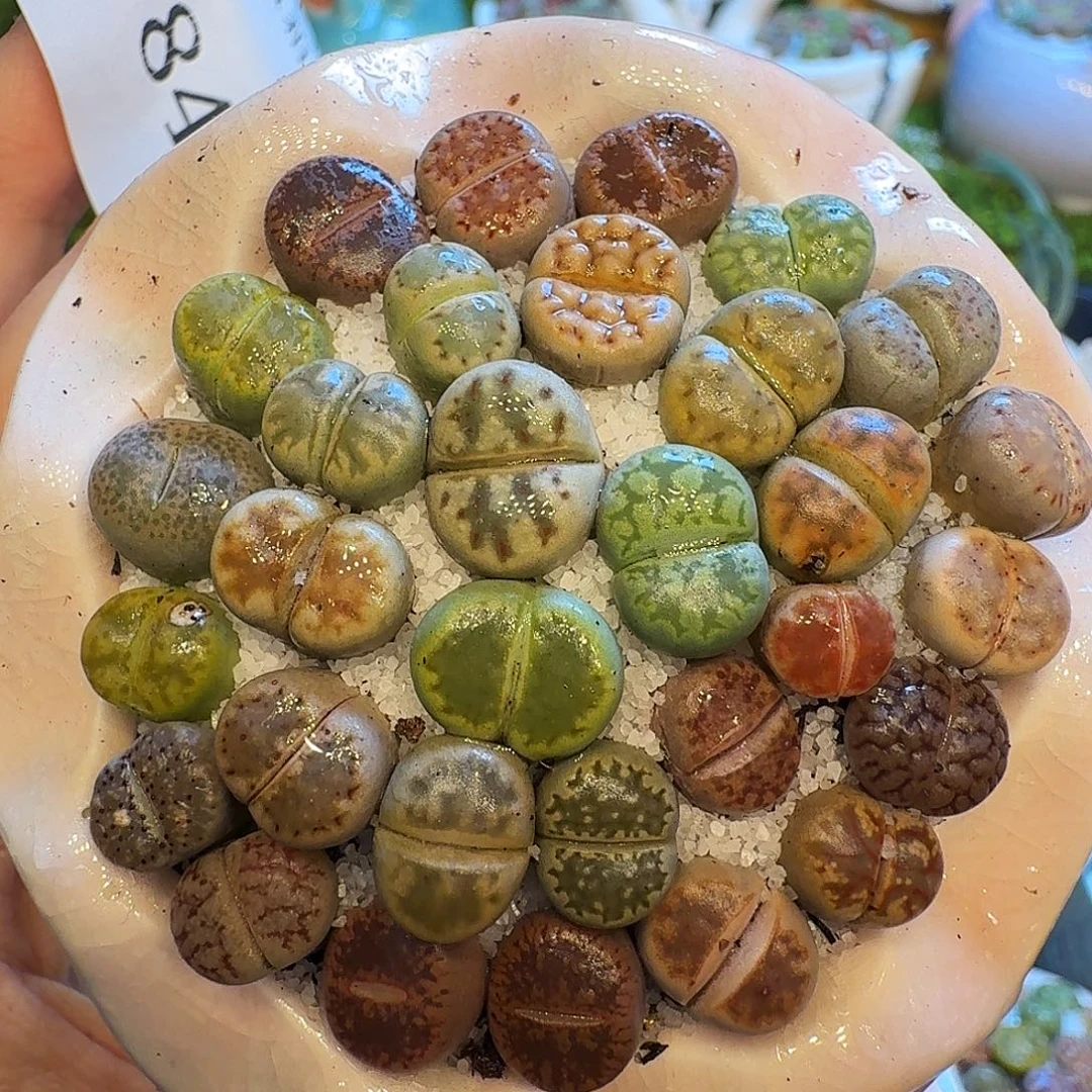 多肉植物开播福利冲845