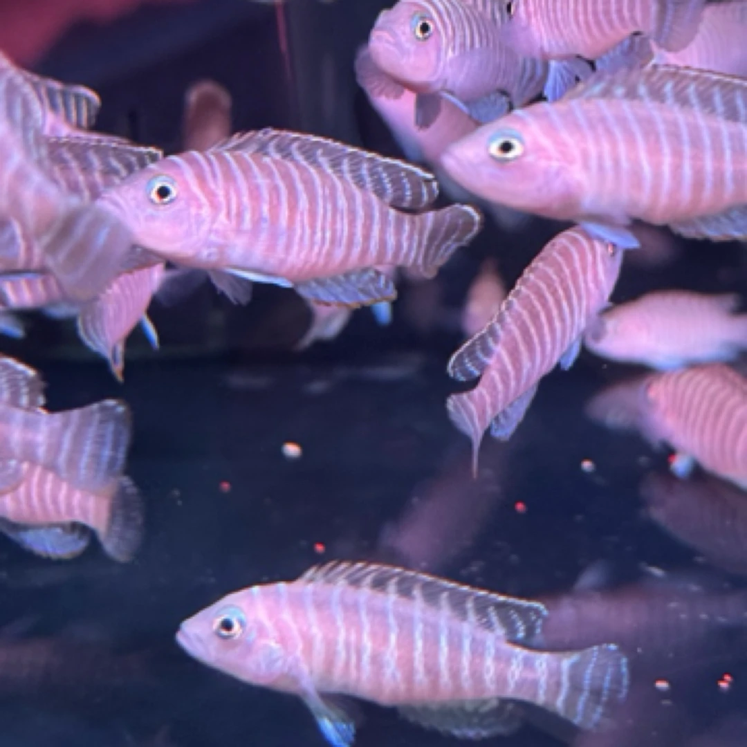明天小鱼 斑马贝卷贝三湖慈鲷 坦湖慈鲷观赏鱼