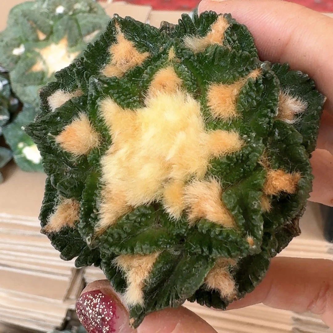 【闪购商品】无花朵落地辛顿牡丹