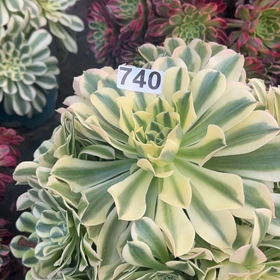 思*谁多肉植物一个有缺枝