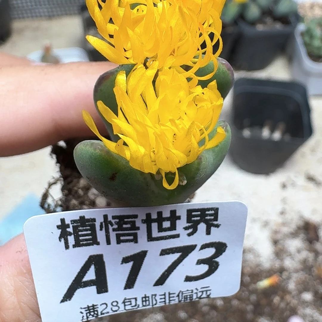 多肉植物的润泽fgg