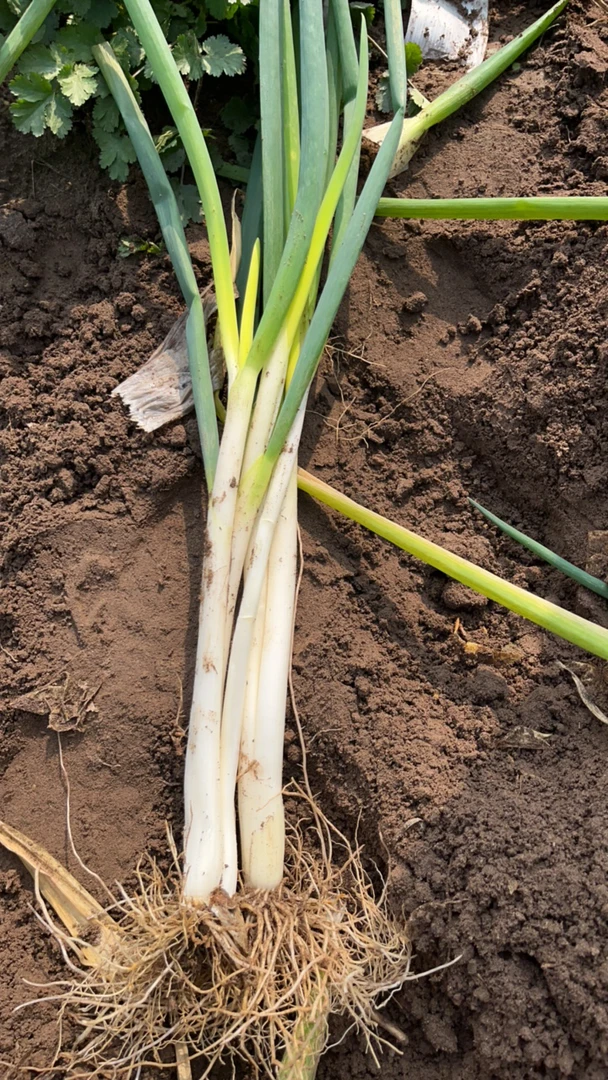 大葱 农家山货土货 鲜摘农家自种 大葱