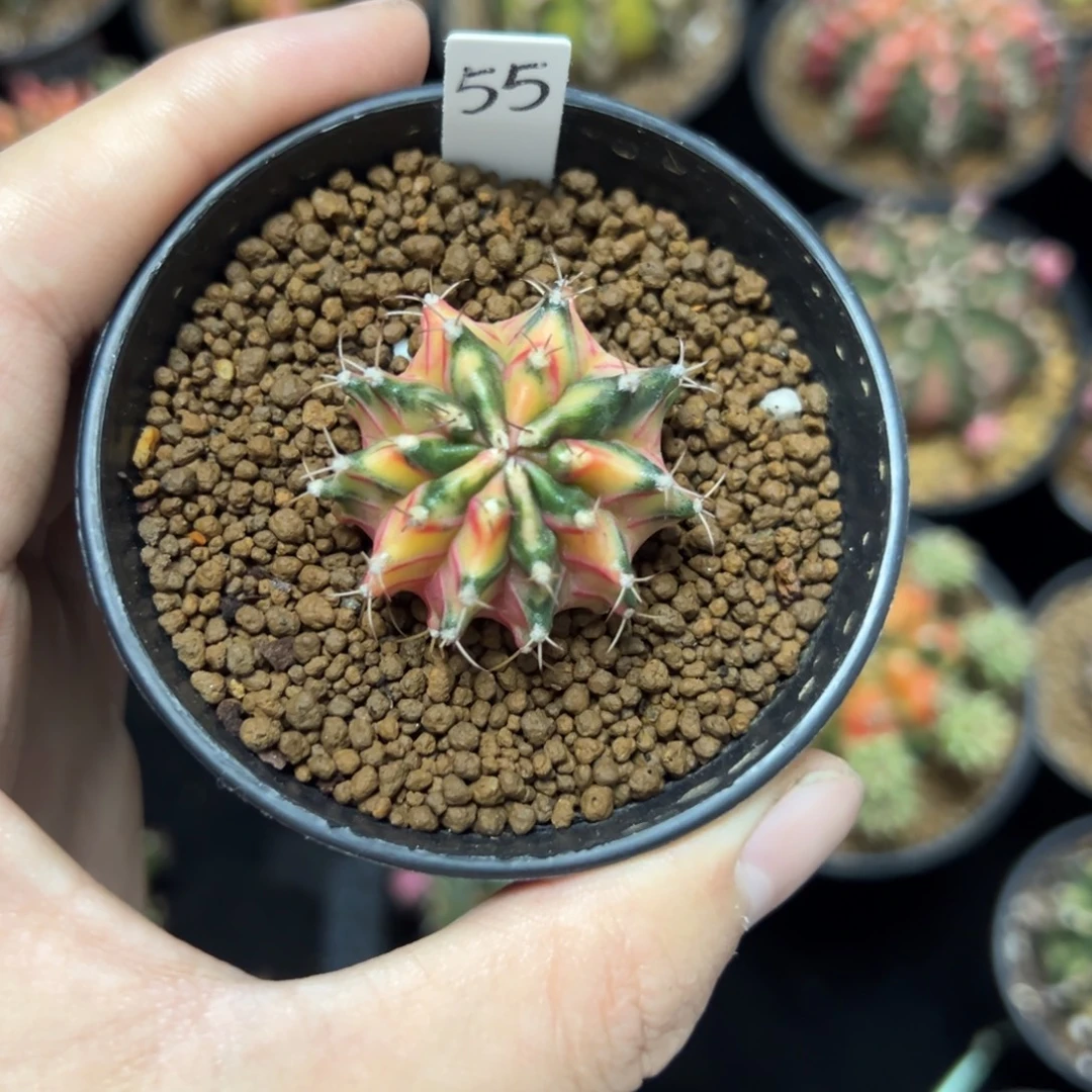 名品侧芽自根带盆土发货55