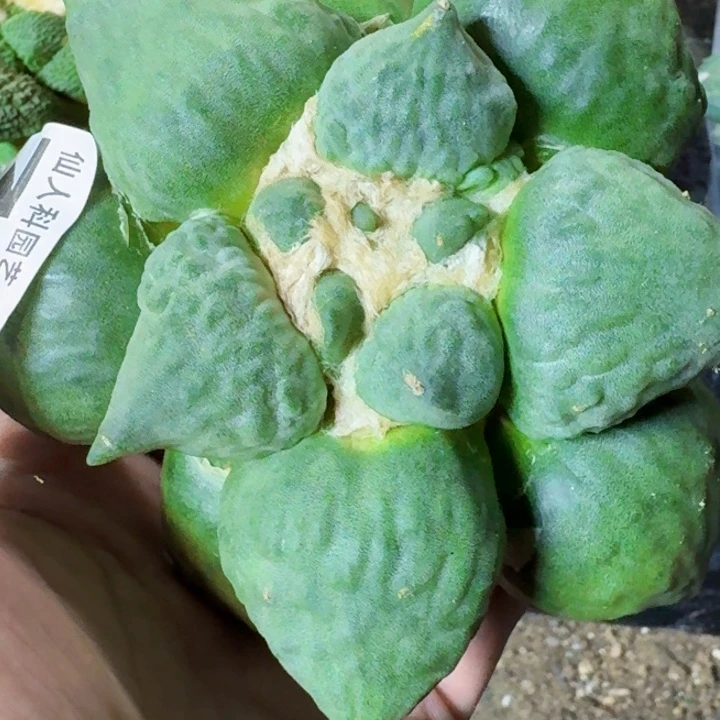 无花朵苗接牡丹790