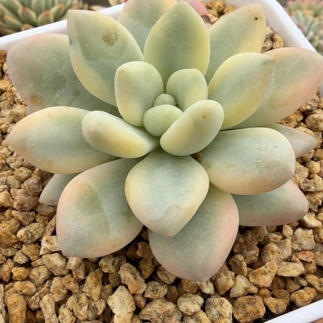新香水锦复伦多肉锦