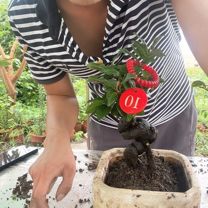 无花朵N****华金弹子