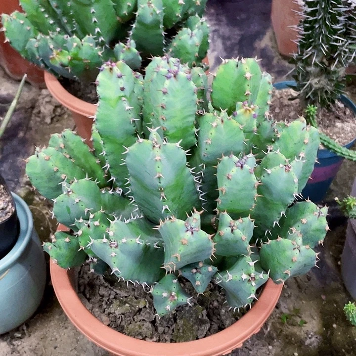 完全开放白角麒麟裸根发货宽20cm