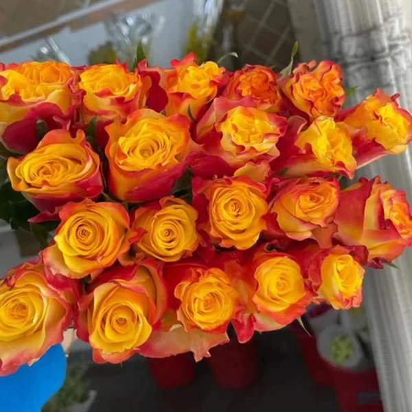 【新闻快讯】玫瑰花苗玫瑰盆栽绿植四季开花丰花卉条纹月季花苗