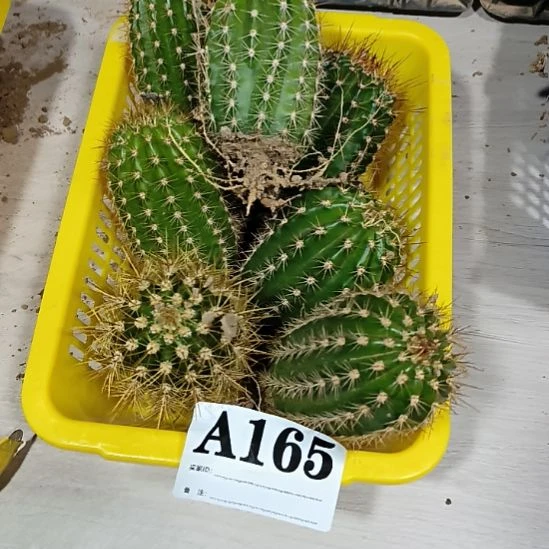 当前无花栽培后可以开花a165