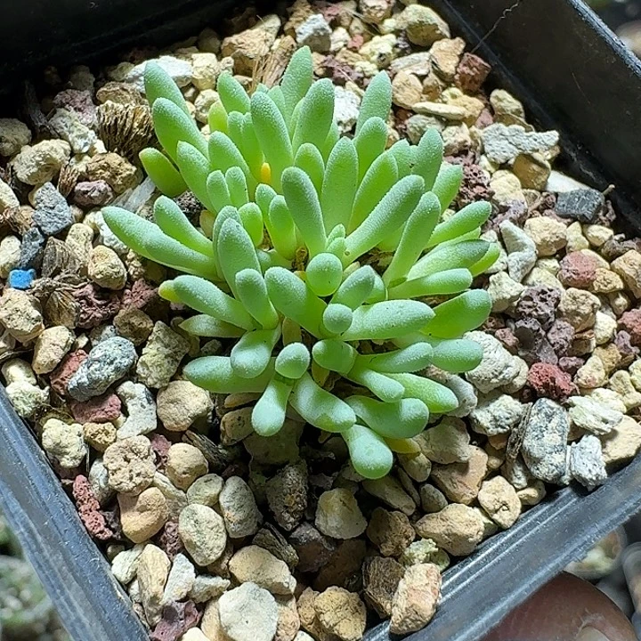 812葵珊瑚带盆发货