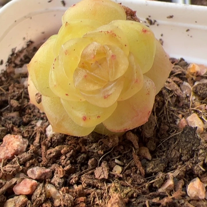 桑落一物一拍，精品糖心，尺寸不大介意勿拍