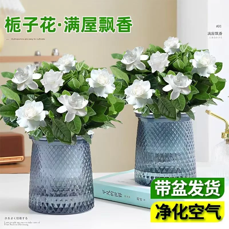 浓香型大盆牡丹栀子花四季开花卉绿植室内桌面盆栽净化空气吸甲醛