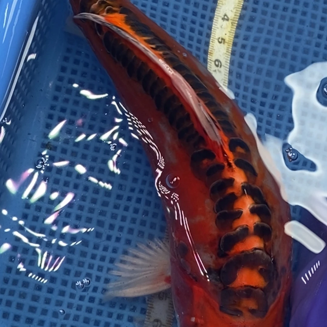 锦鲤冷水锦鲤包邮