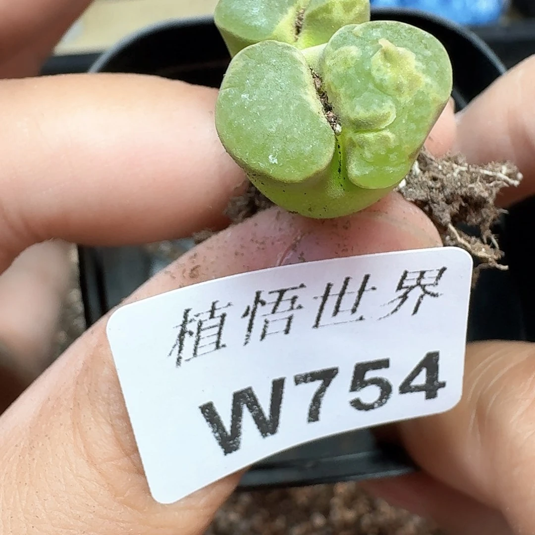 多肉植物的润泽额v