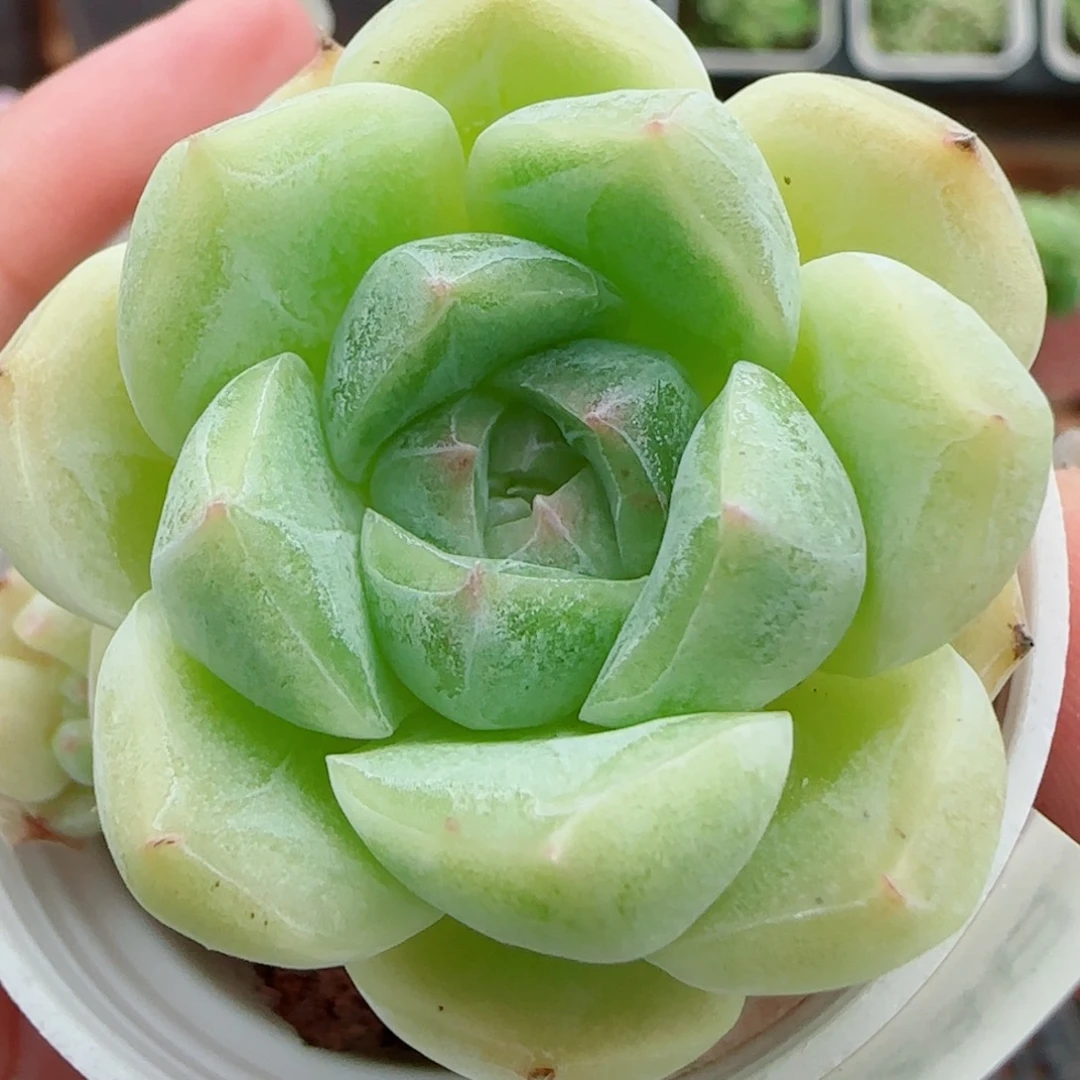 花语逸镜0923-175
