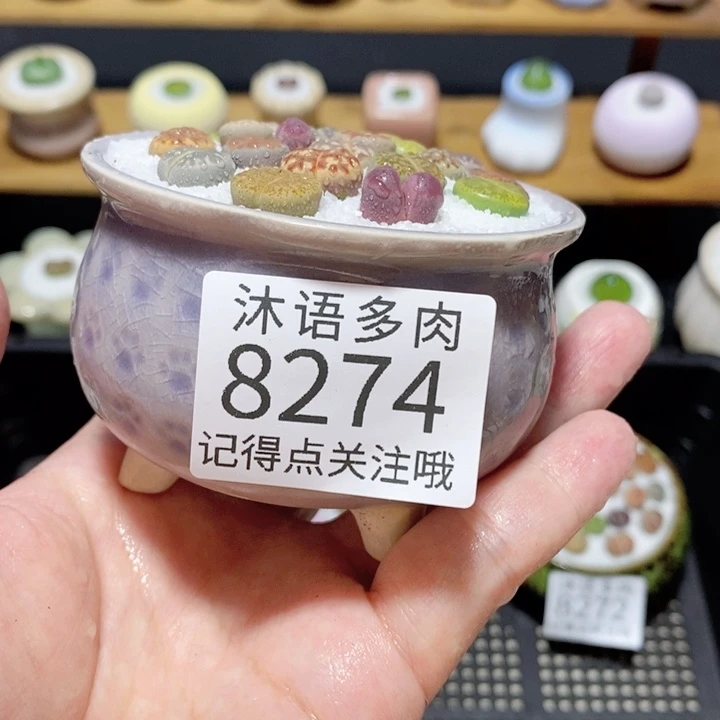 带盆土植物 精美盆栽8274