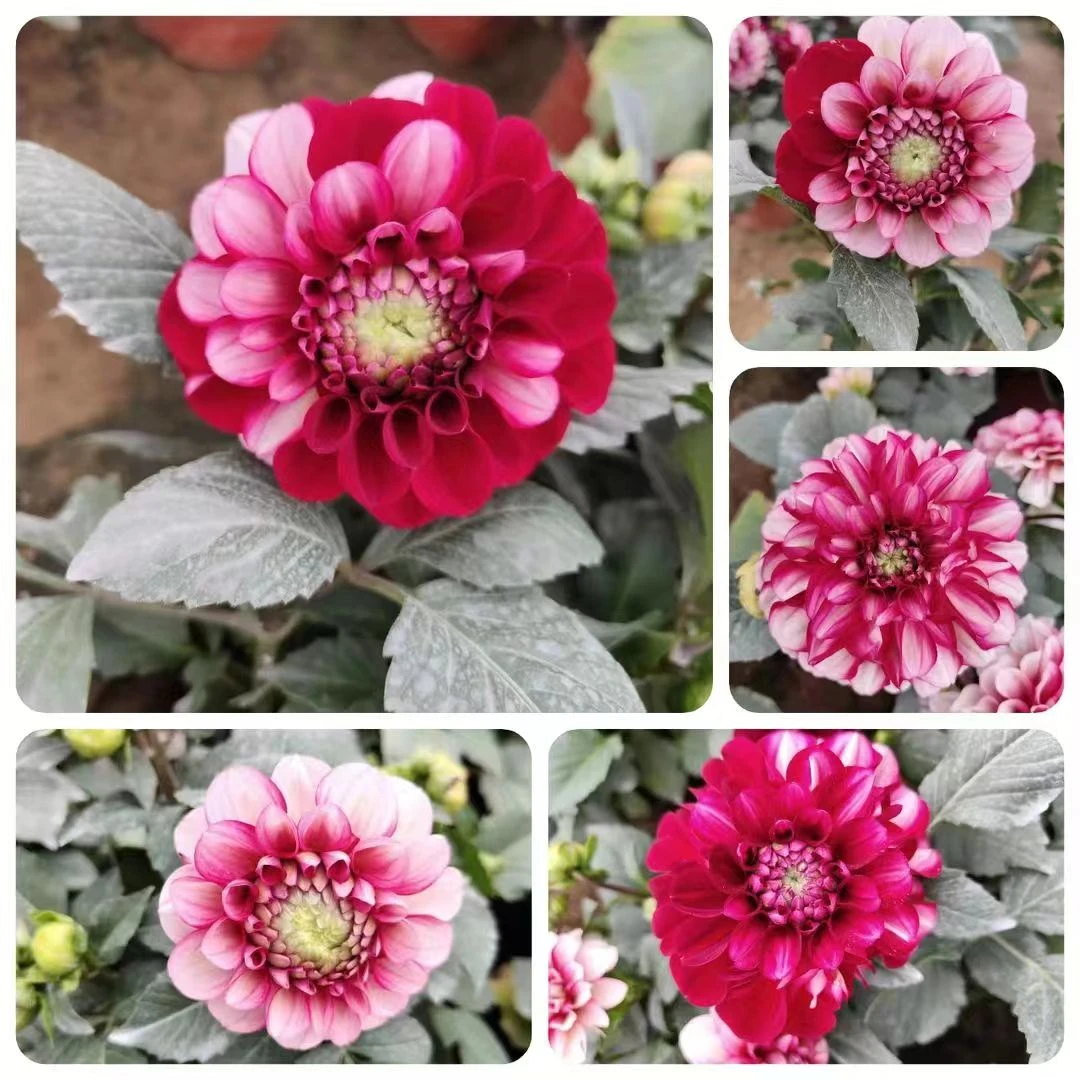 【鸳鸯二乔】大丽花盆栽球型进口品种开花神奇不固定红色粉色花脸