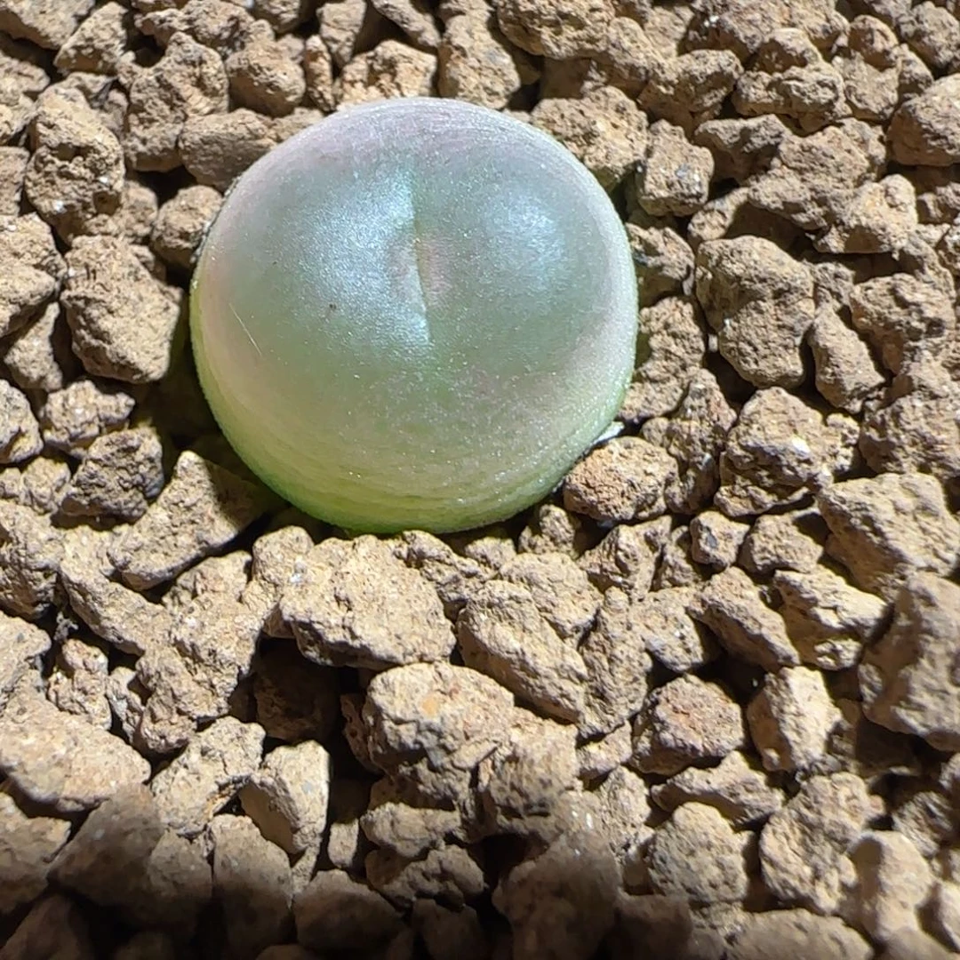 肉锥多肉植物组合-sh1200拉登1326