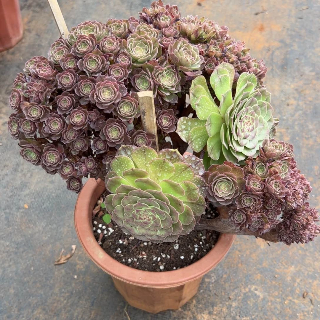 万圣节朵朵缀化老桩