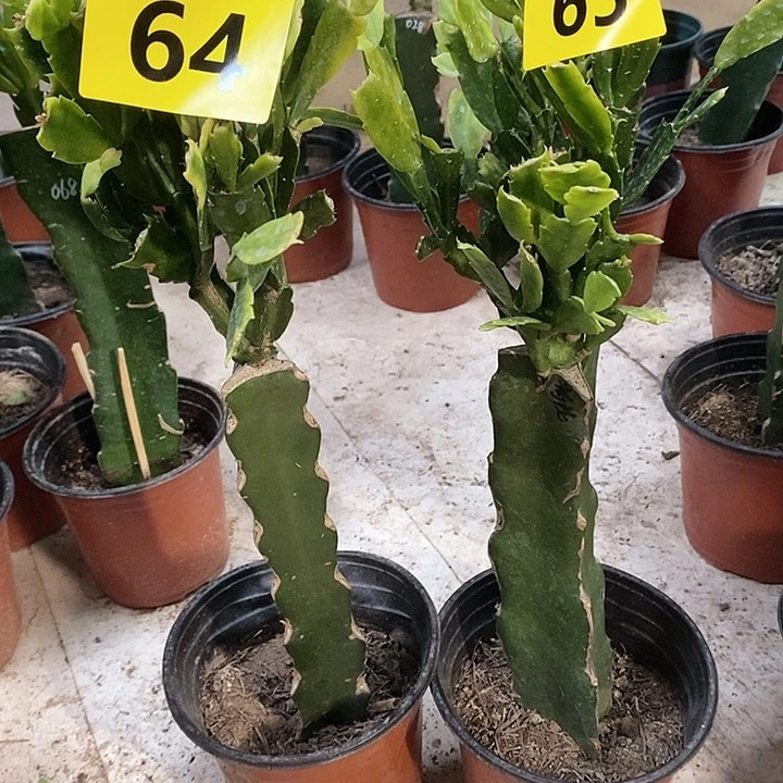 当前无花栽培后可以开花啊*瑕疵仙子64号65号