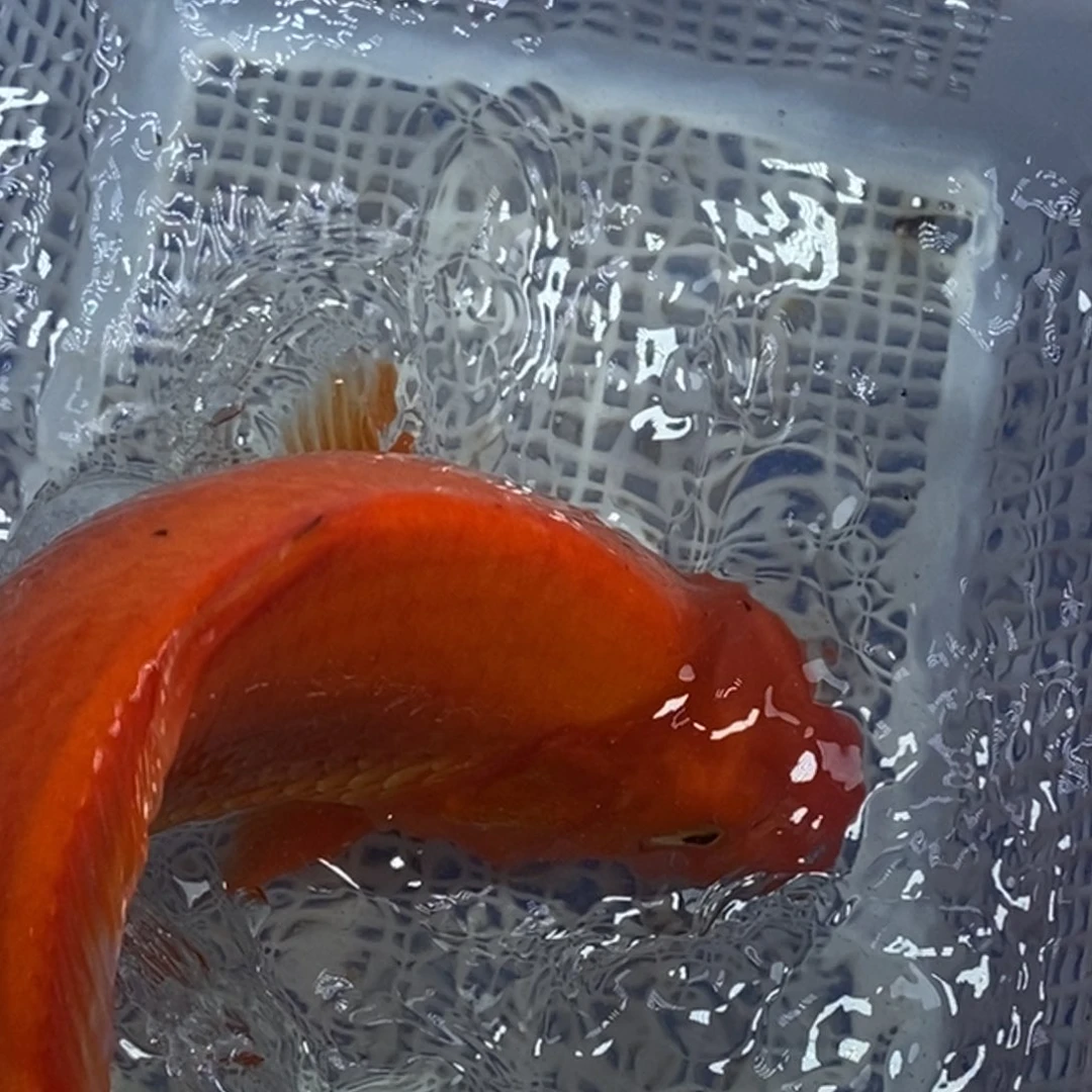 锦鲤冷水锦鲤包邮