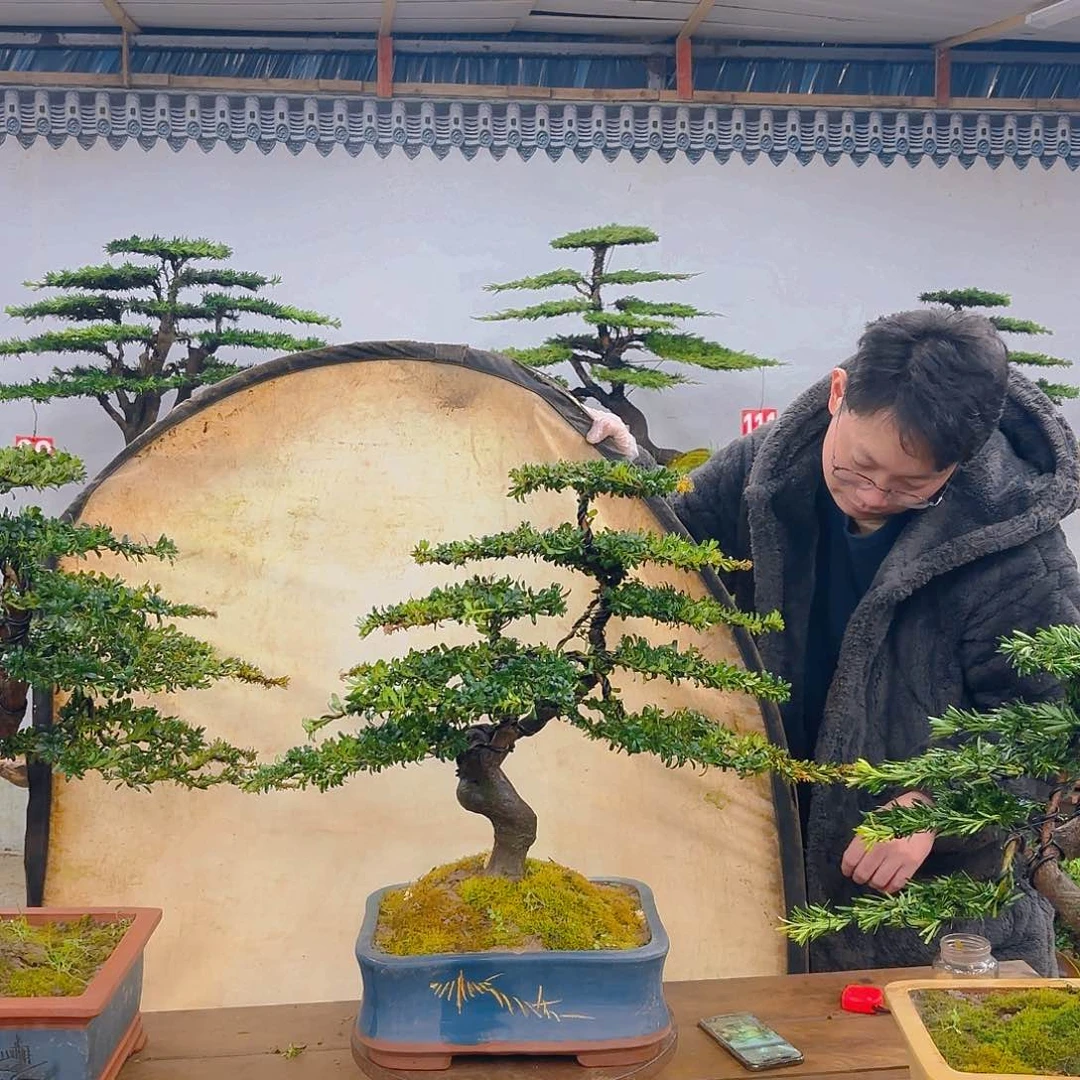 木红芽罗汉松带盆