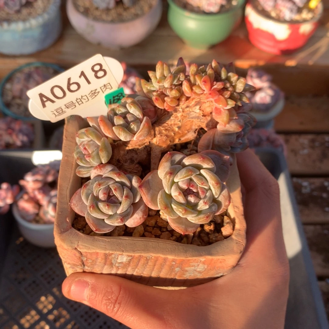 A0618 星影缀 微瑕 迎客松造型 有砍 9.5cm