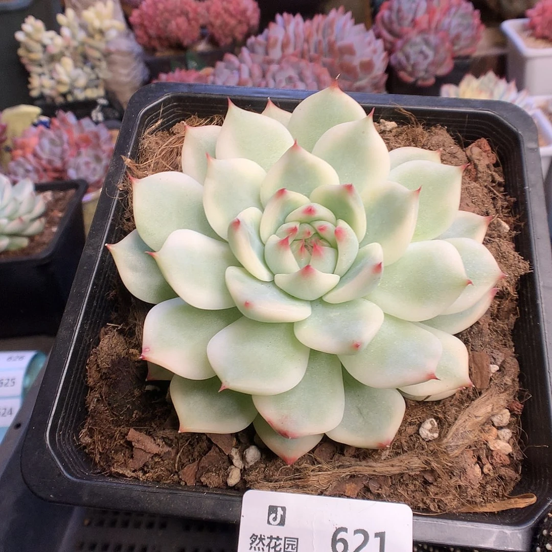 621吉娃娃锦多肉植物6666