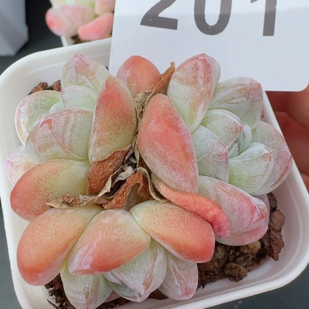 糖心冰玉            精美多肉植物