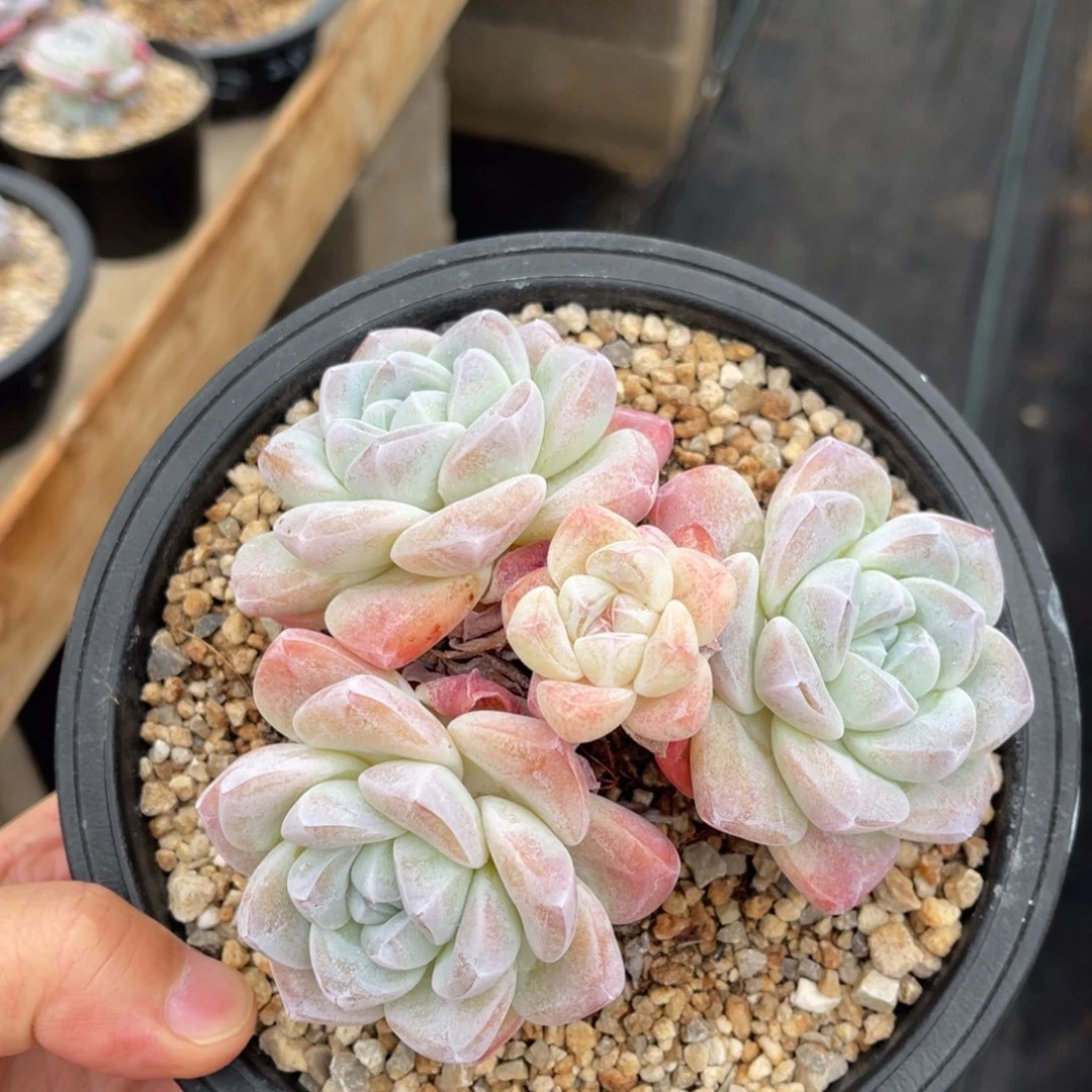 冰玉满68包邮一物一拍