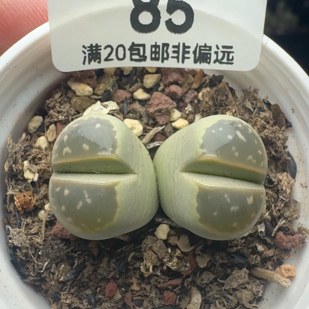 橄榄带盆土。