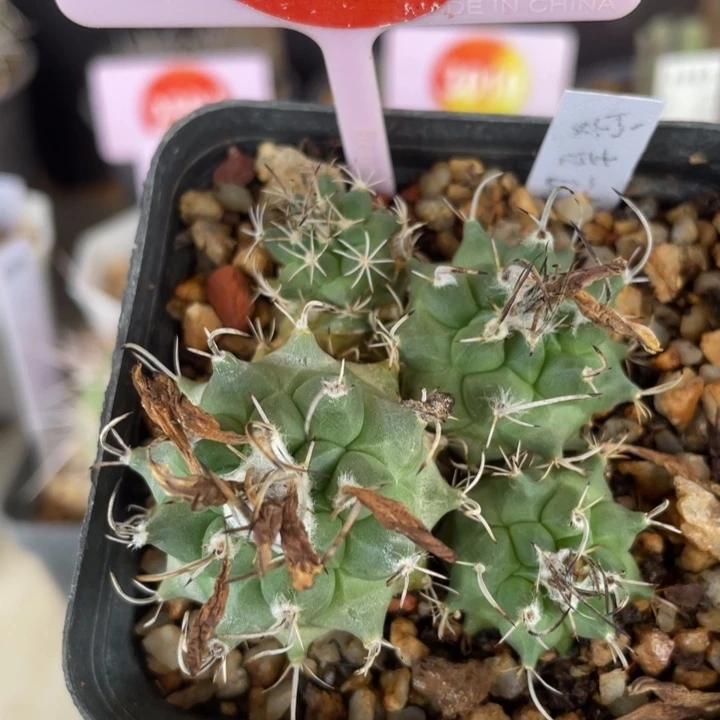 实生安吉球群2997