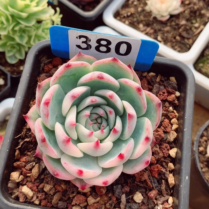 奶***甜吉娃娃锦福利7cm