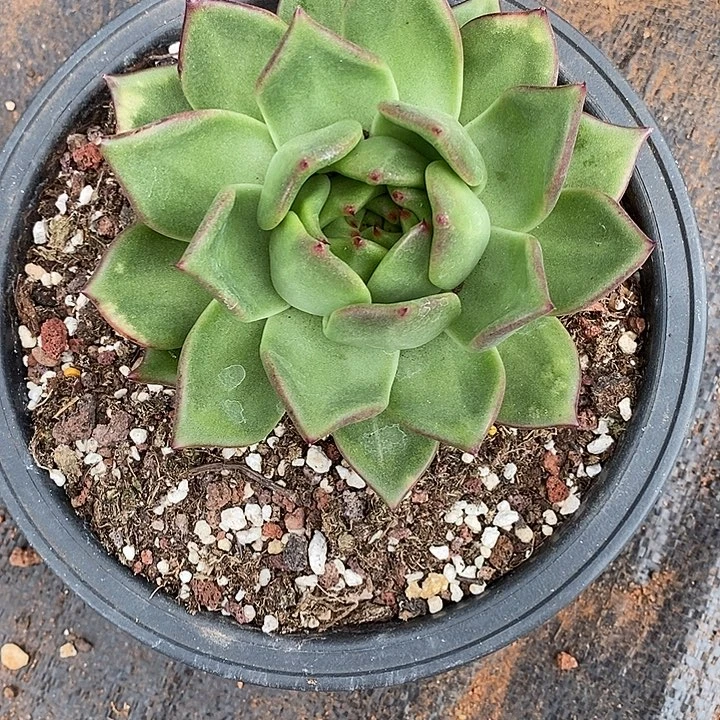 用***7福利原始种桃子5