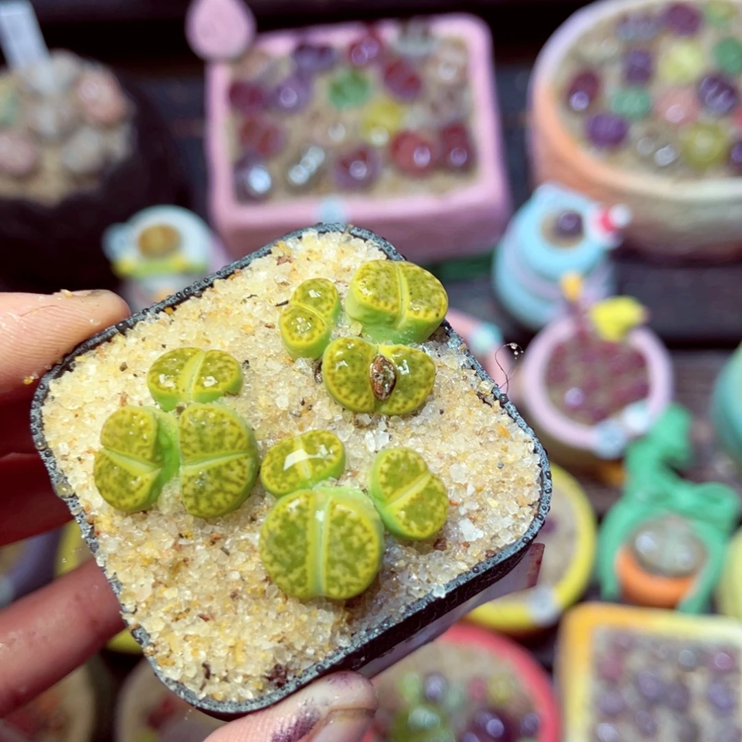 218生石花带盆发1