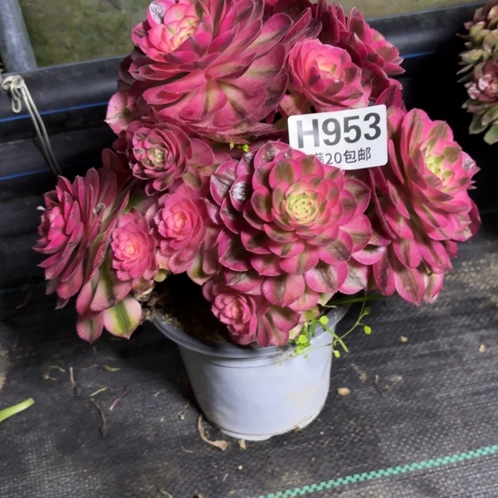 瑞妈多肉园艺953