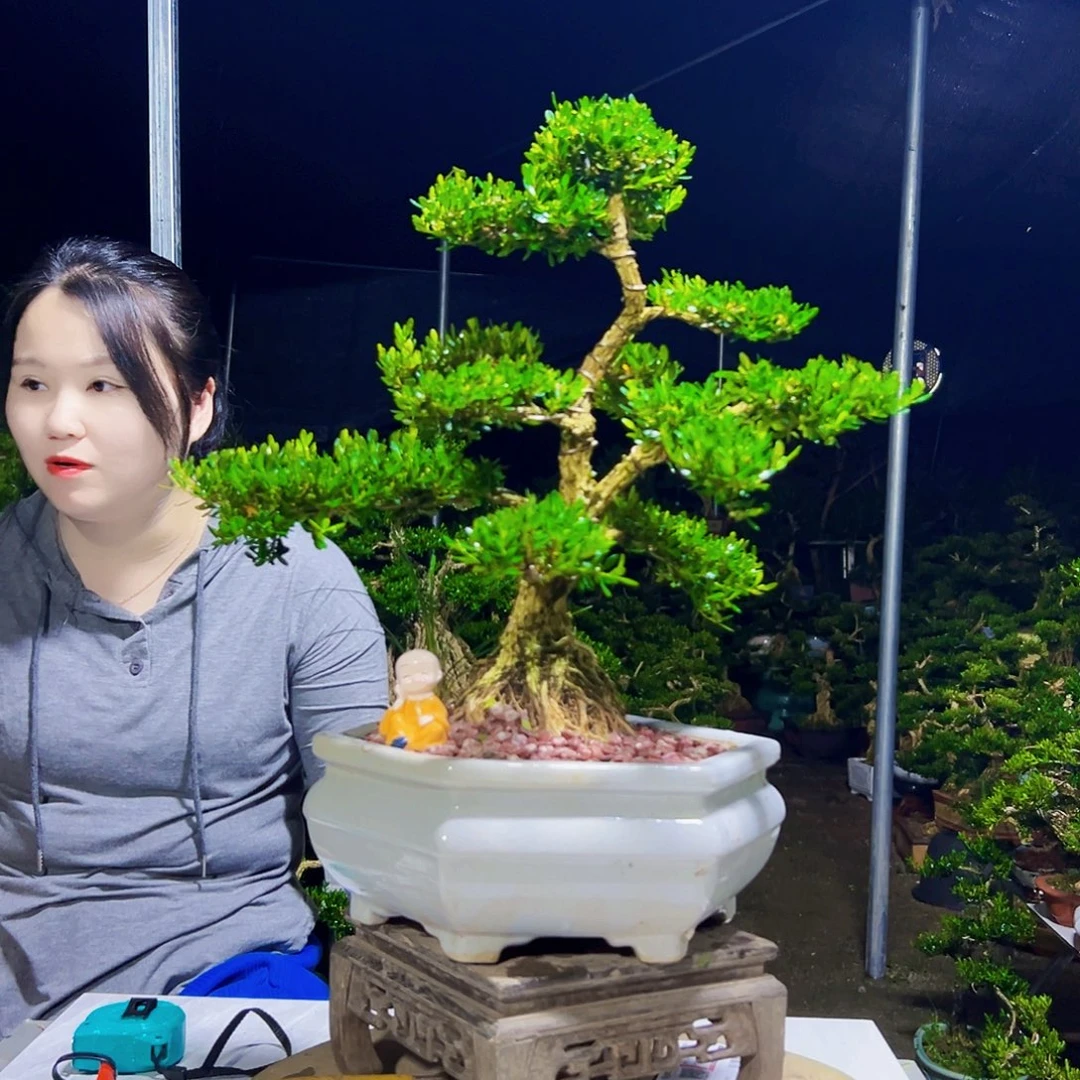 无花朵黄杨木