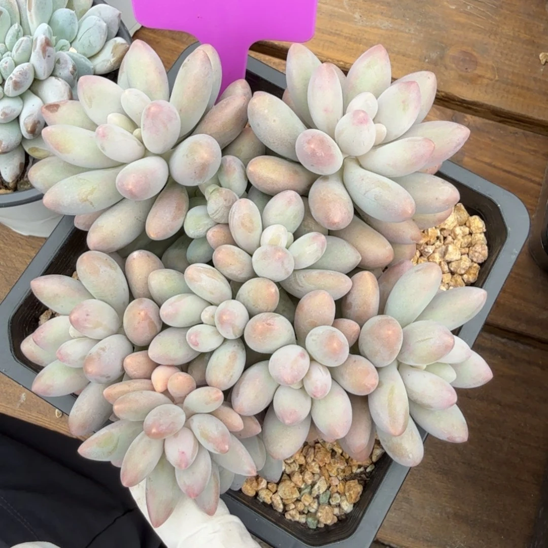 橙色恋人1111111111111111