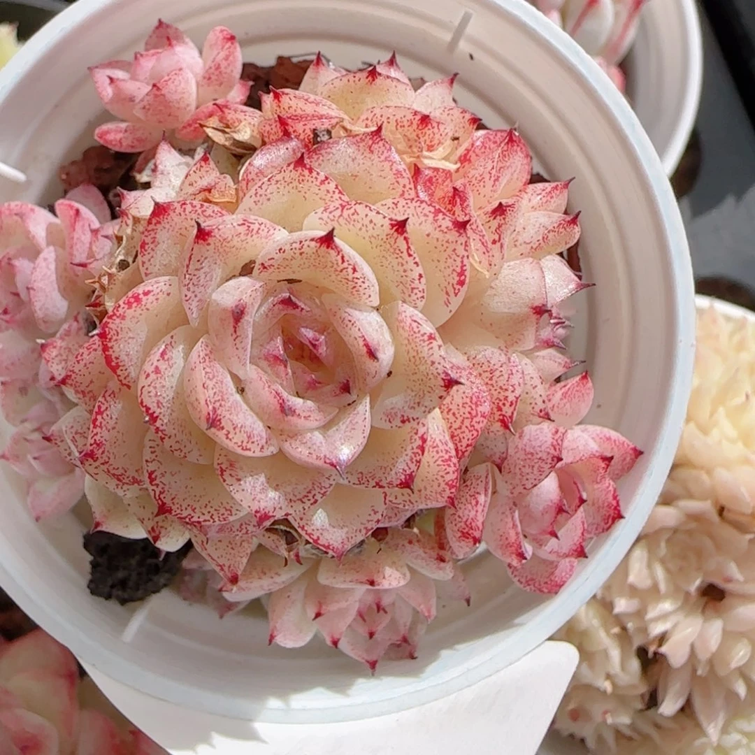 平***意花语多肉0103-144魔仙散