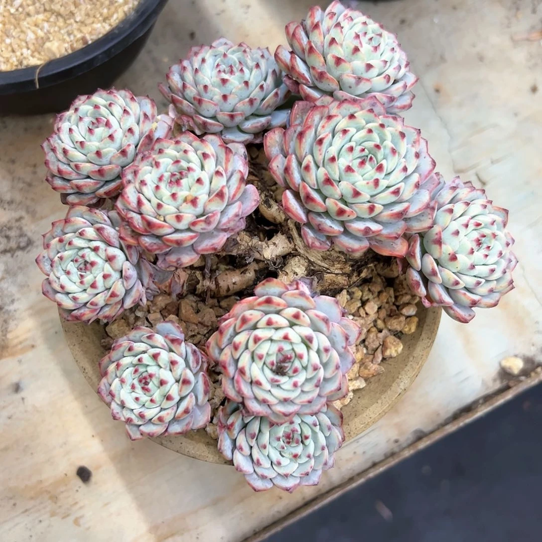 饿**哭蓝姬莲28 零零多肉植物