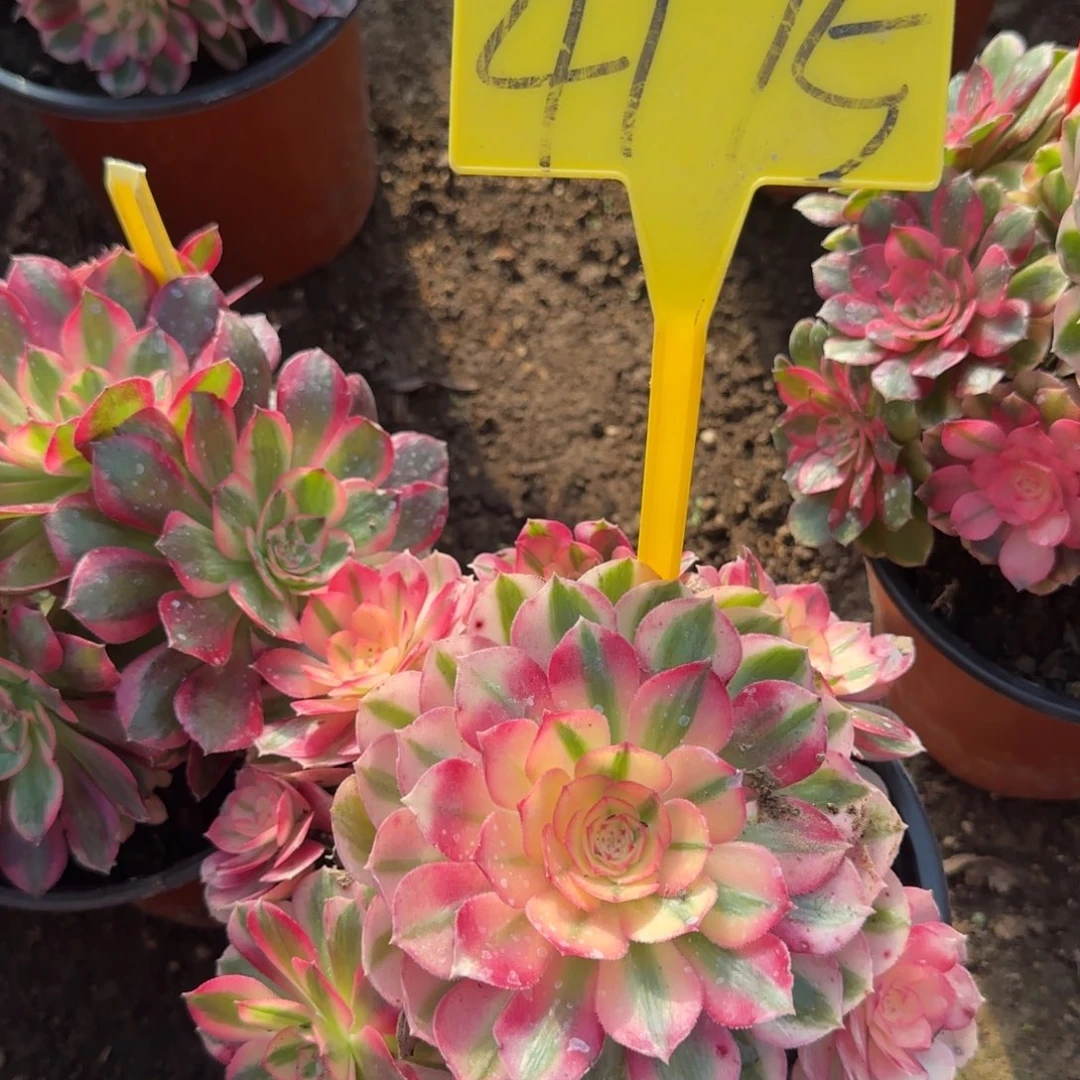 4175---倾城多头多肉