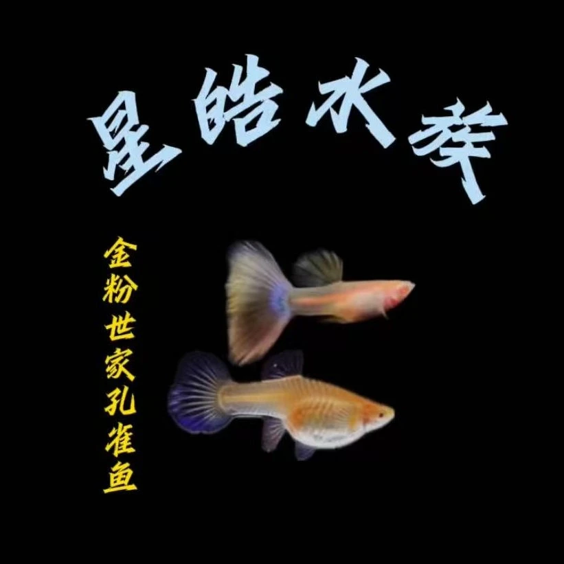 金粉世家孔雀鱼,实物以直播间为准!(无开箱视频无法报损!)
