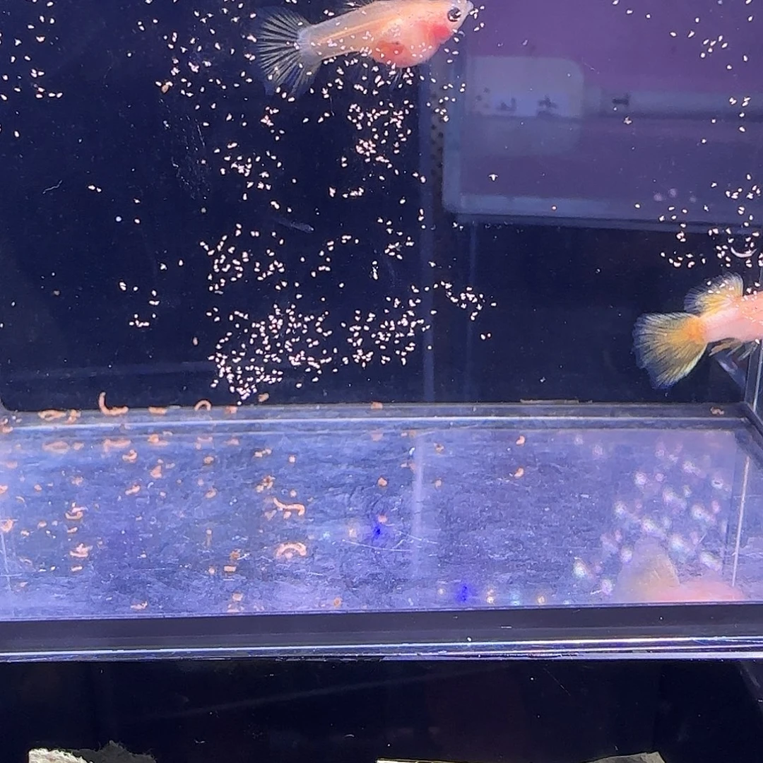 孔雀鱼粉猫幻彩球体一对