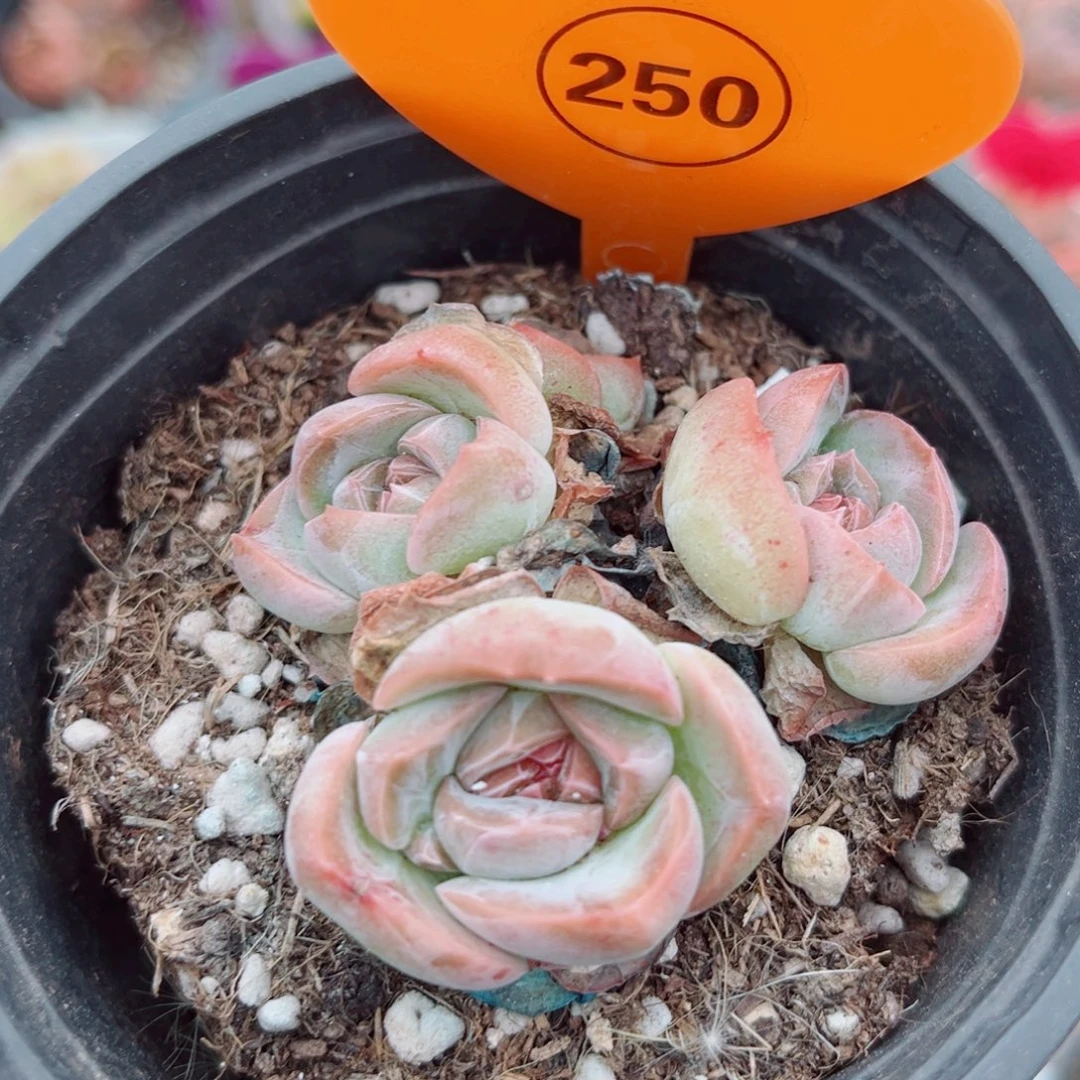 风靡园艺新品珍妮群