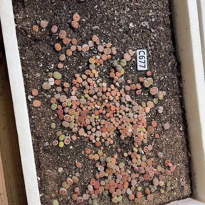 生677石花整框脱土发货不售后